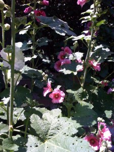 Hollyhocks 