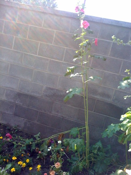 our lone standing hollyhock