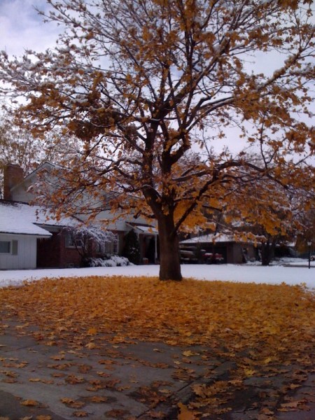 front yard nov 13