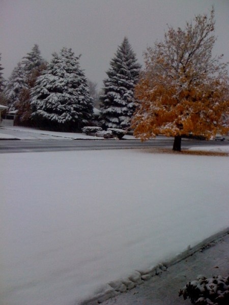 front yard nov 8