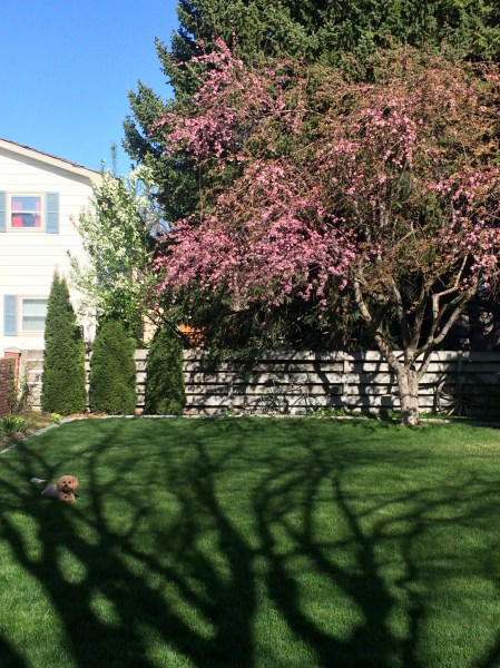 Crab Apple in full bloom!