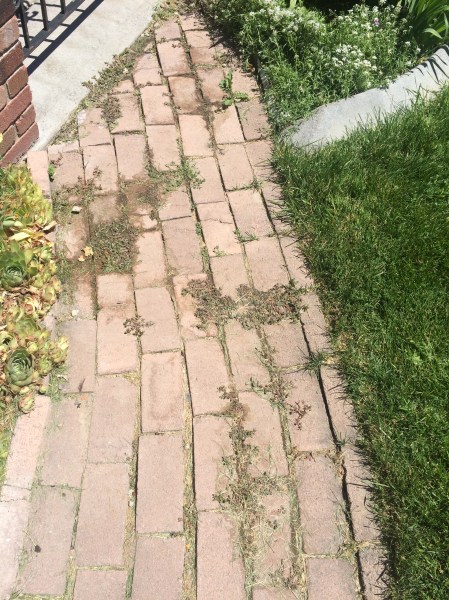 just applied the homemeade herbicide