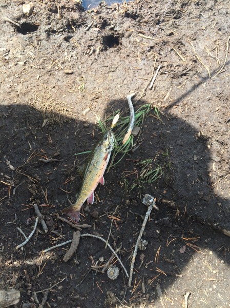 A lake trout and his no good very bad day