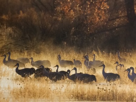 Racing toward 
Turkey Day