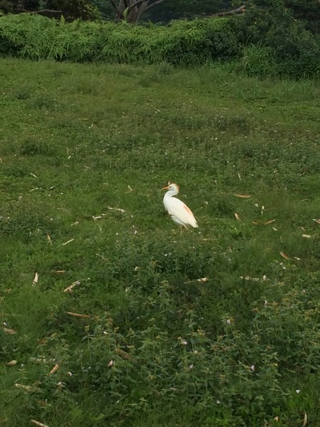 'Oh boy, another annoying tourist'