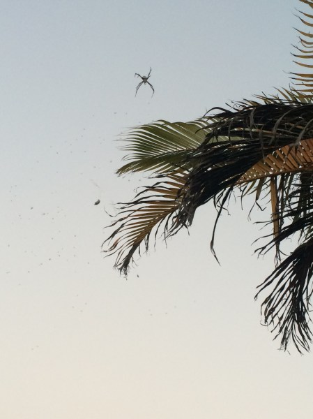 Web large enough to trap a human?