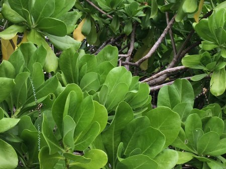 There's (at least?) two garden spiders in this photo