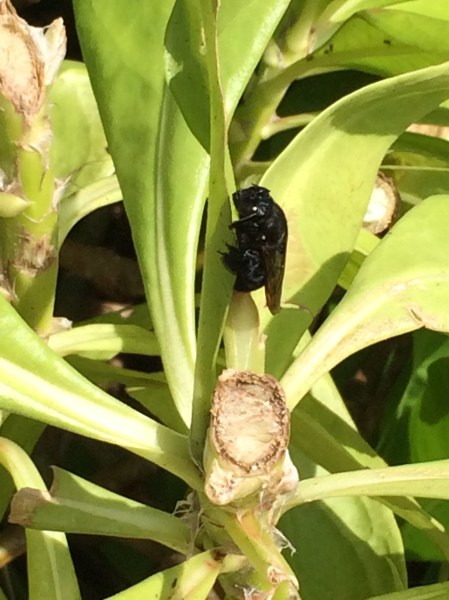 Looks like a bumble bee