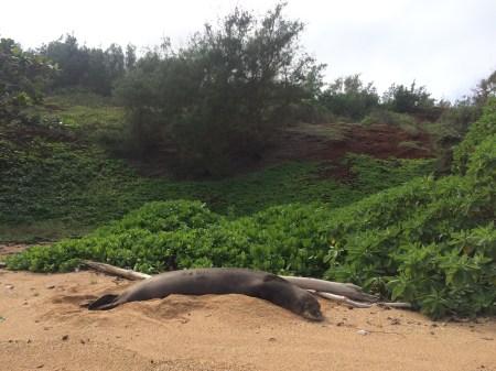 Don't bother me, I'm a log