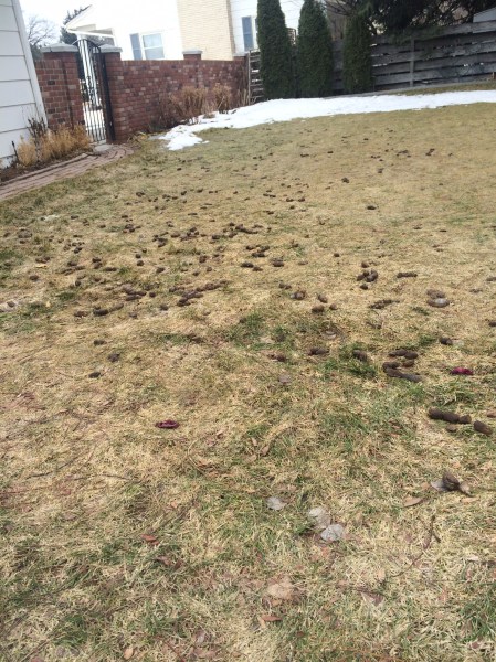 Those aren't pine cones