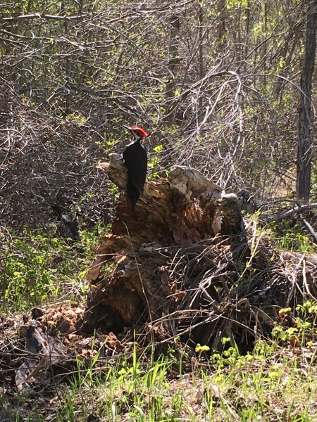 Pileated woodpecker
