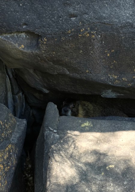 Jeez, can't a marmot have some privacy?