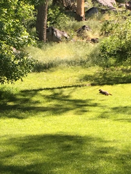 Fleeing marmot