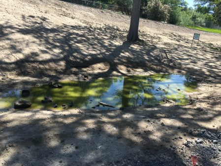 What's green and looks like antifreeze?