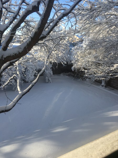 Our back yard, December 17, 2016
