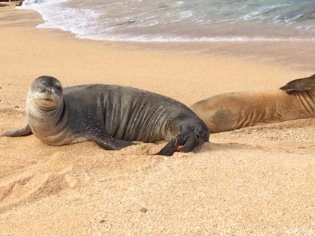Hawaiian monk seal, an endangered species